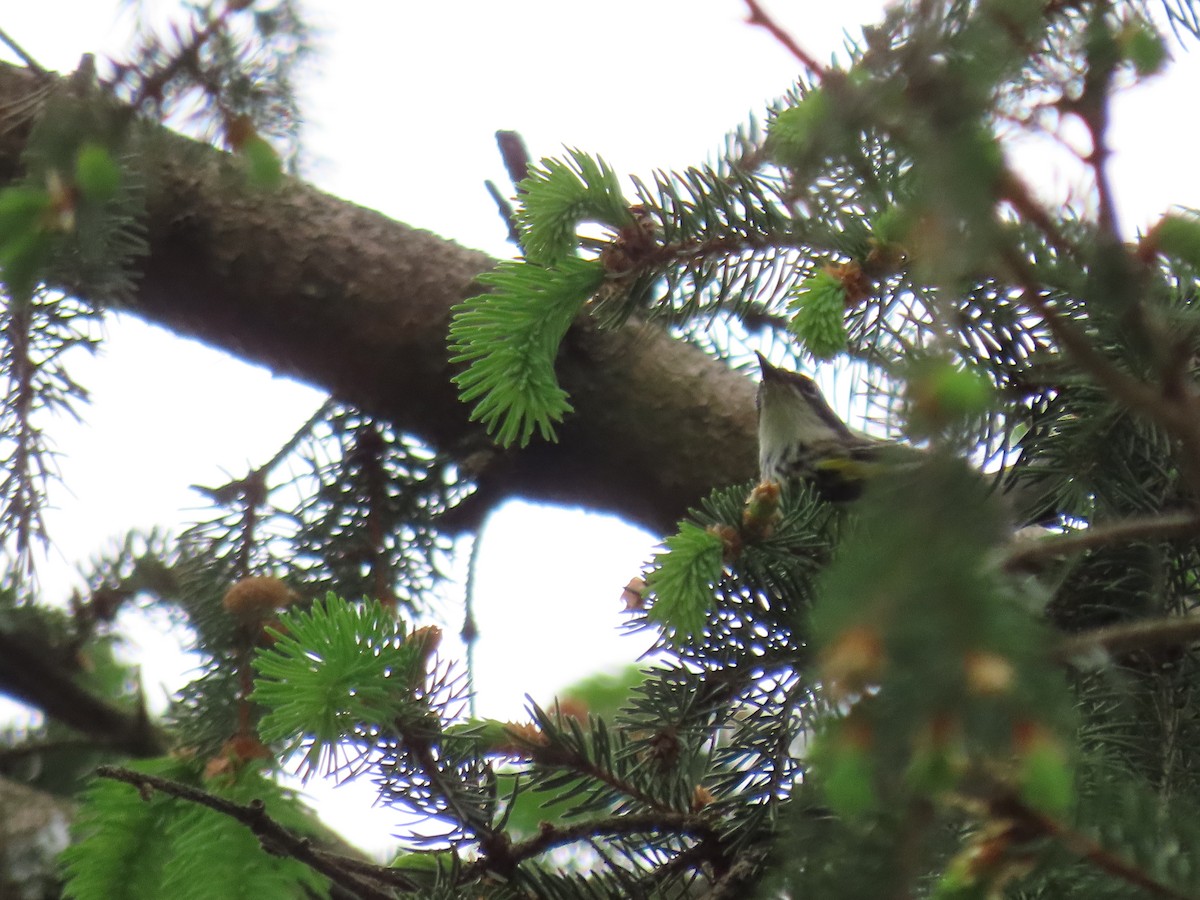 Yellow-rumped Warbler - Chris Herz