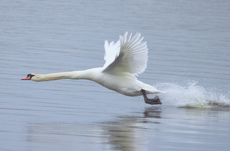 Cygne tuberculé - ML618590326