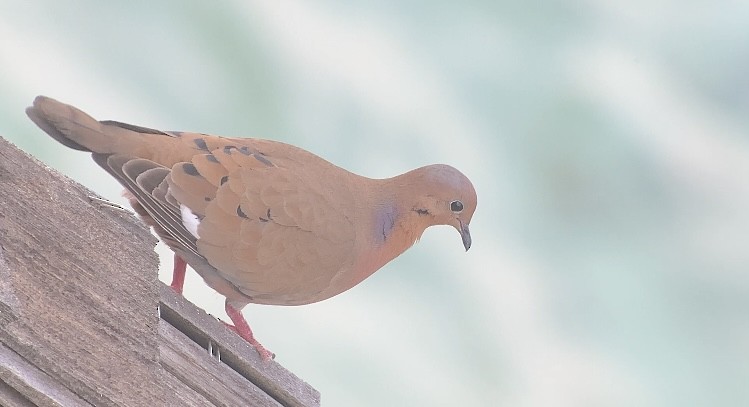 Zenaida Dove - Michele Burnat