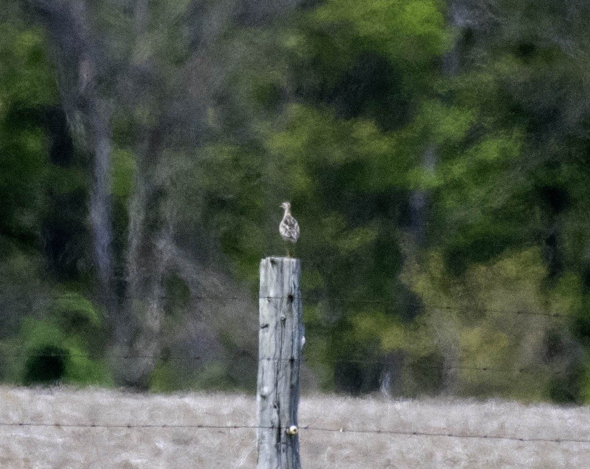 Upland Sandpiper - ML618590333