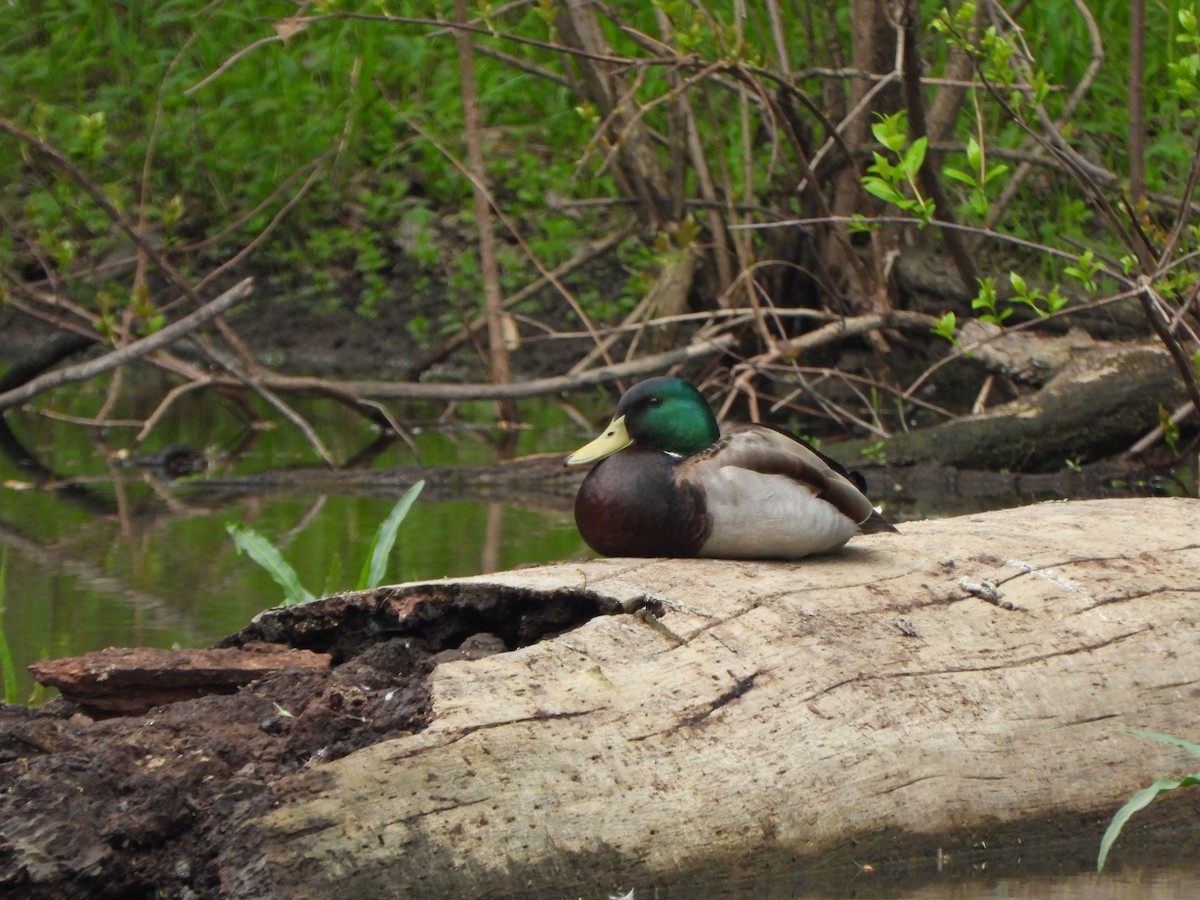 Canard colvert - ML618590341