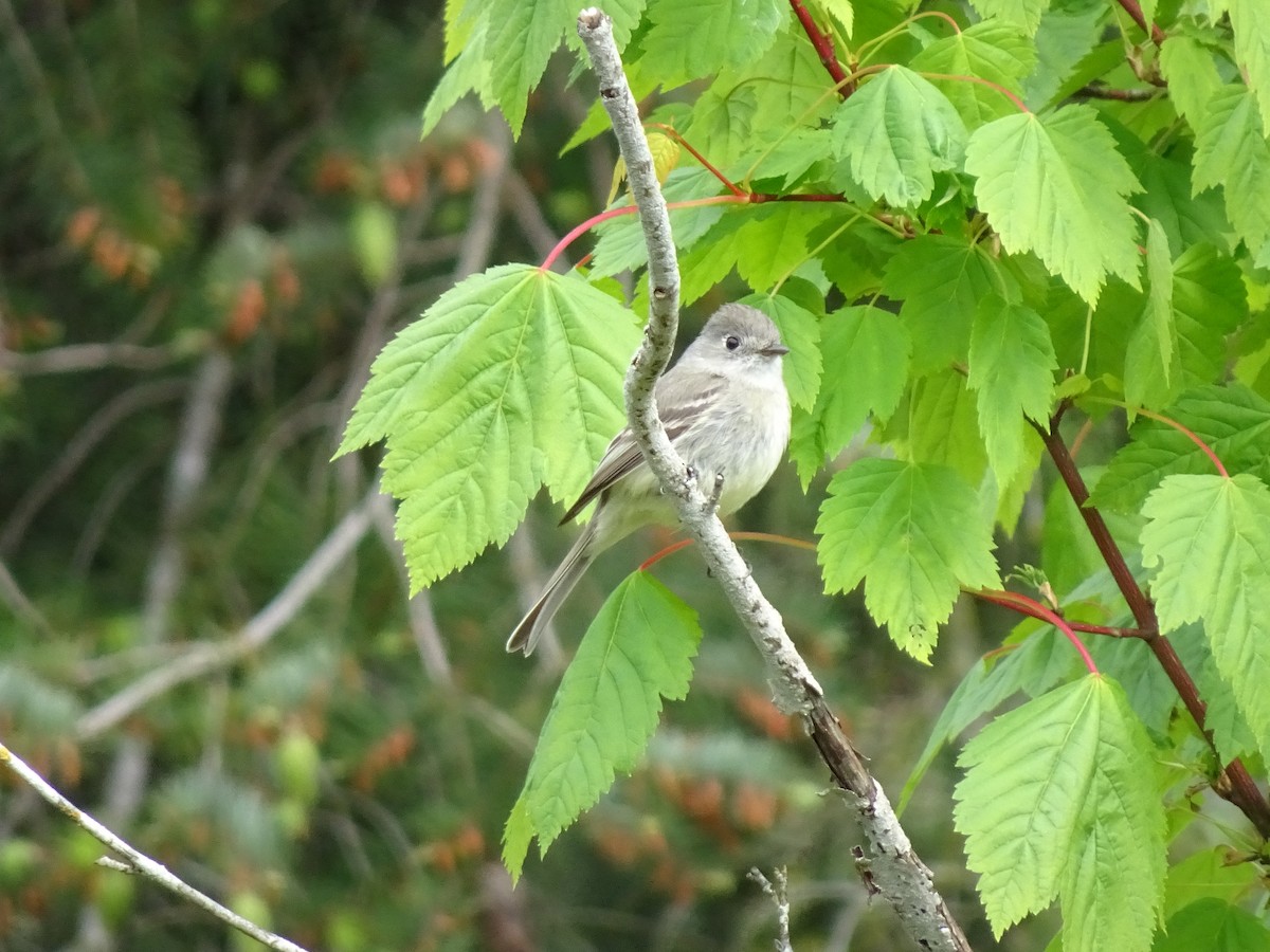 Dusky Flycatcher - ML618590376