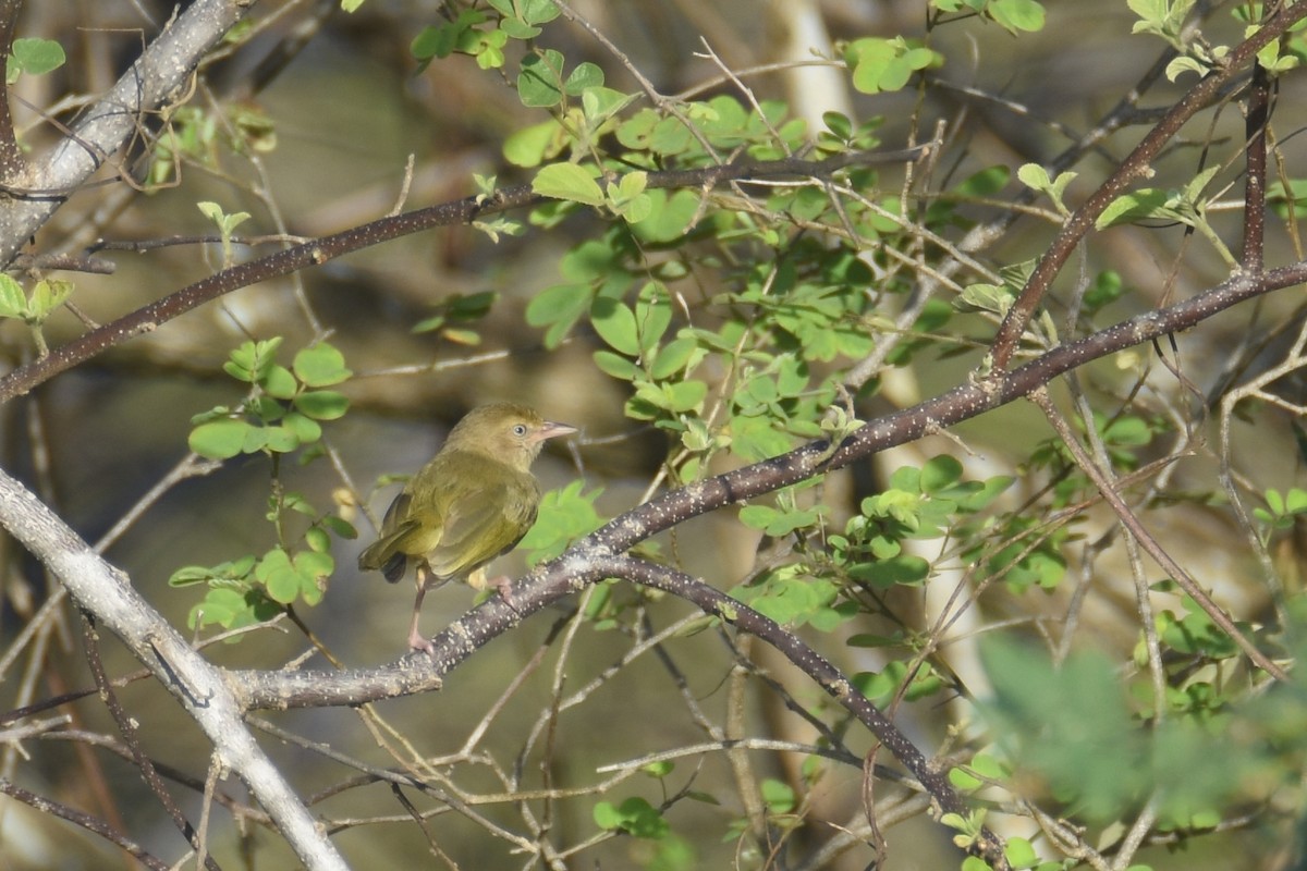 buskvireo (flavipes gr.) - ML618590421