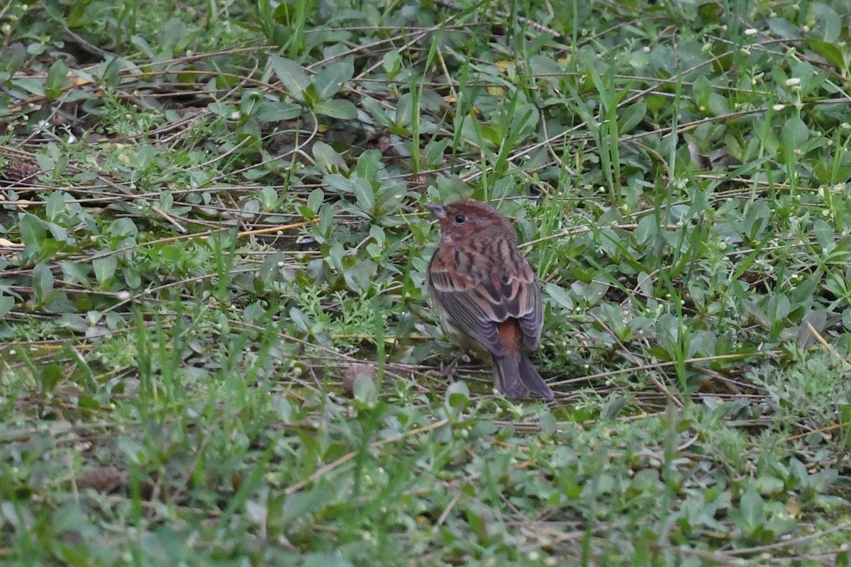 Chestnut Bunting - ML618590433