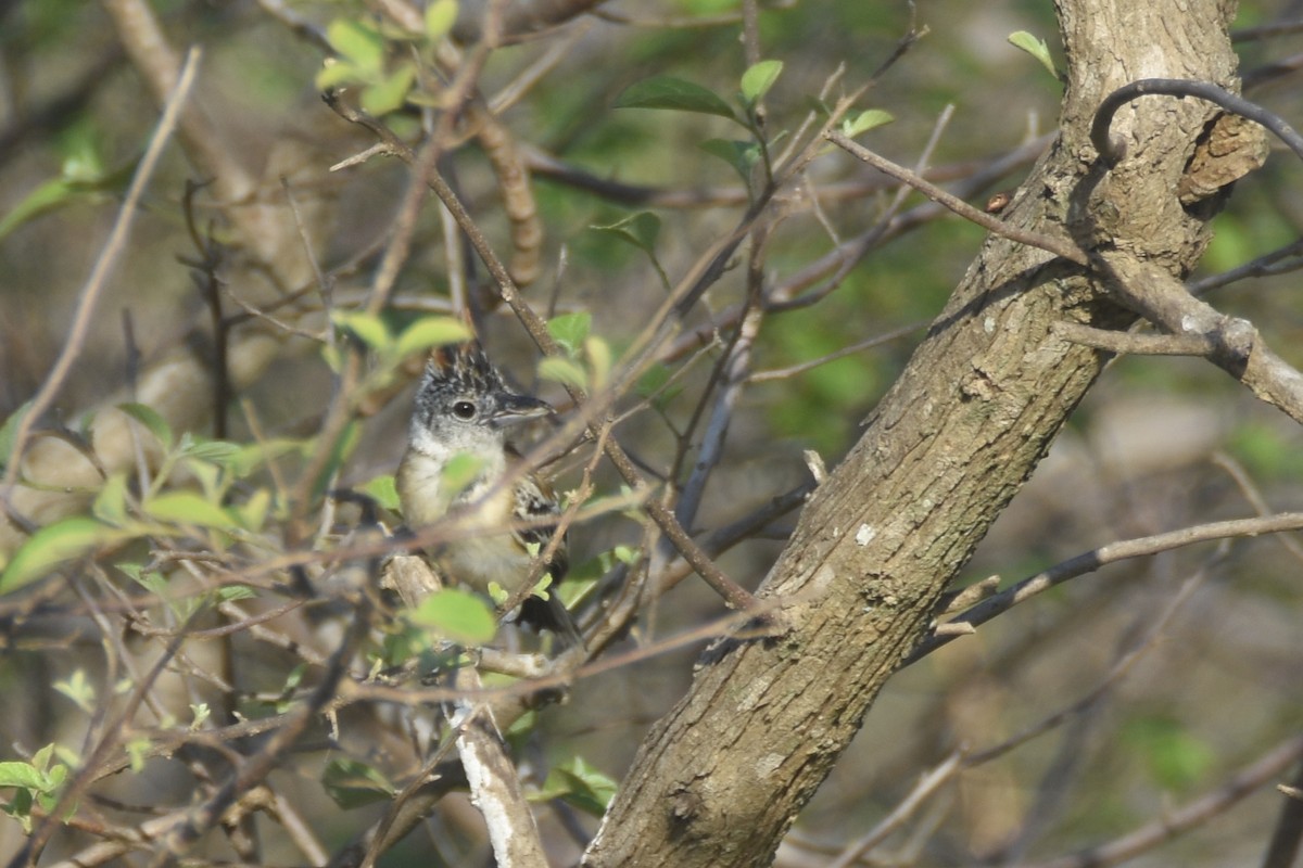 Black-crested Antshrike (Streak-fronted) - Luke Berg