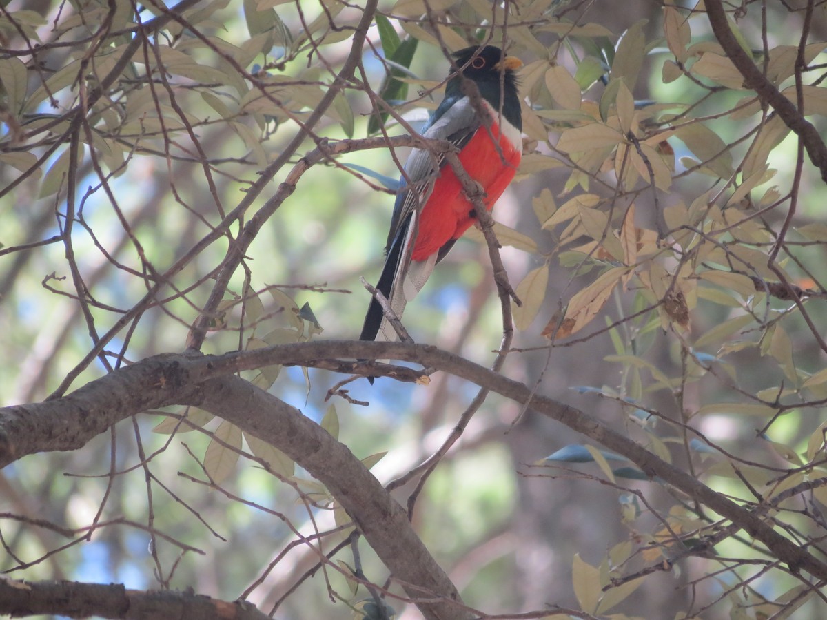 Elegant Trogon - ML618590484