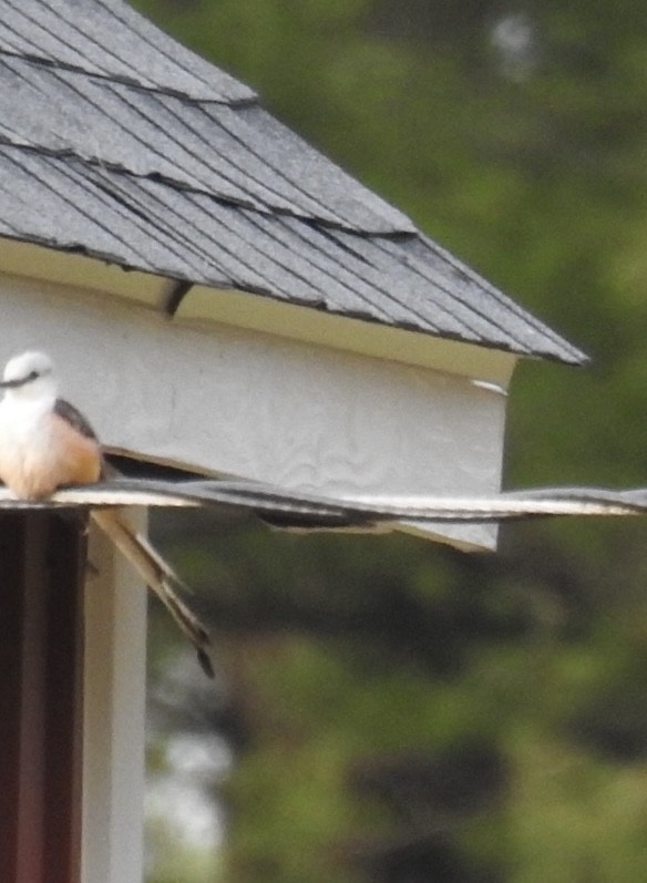 Scissor-tailed Flycatcher - ML618590490