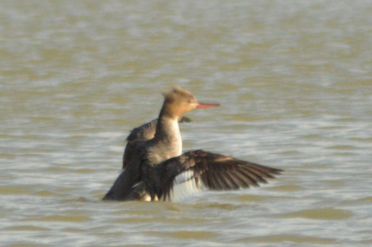 Red-breasted Merganser - ML618590499