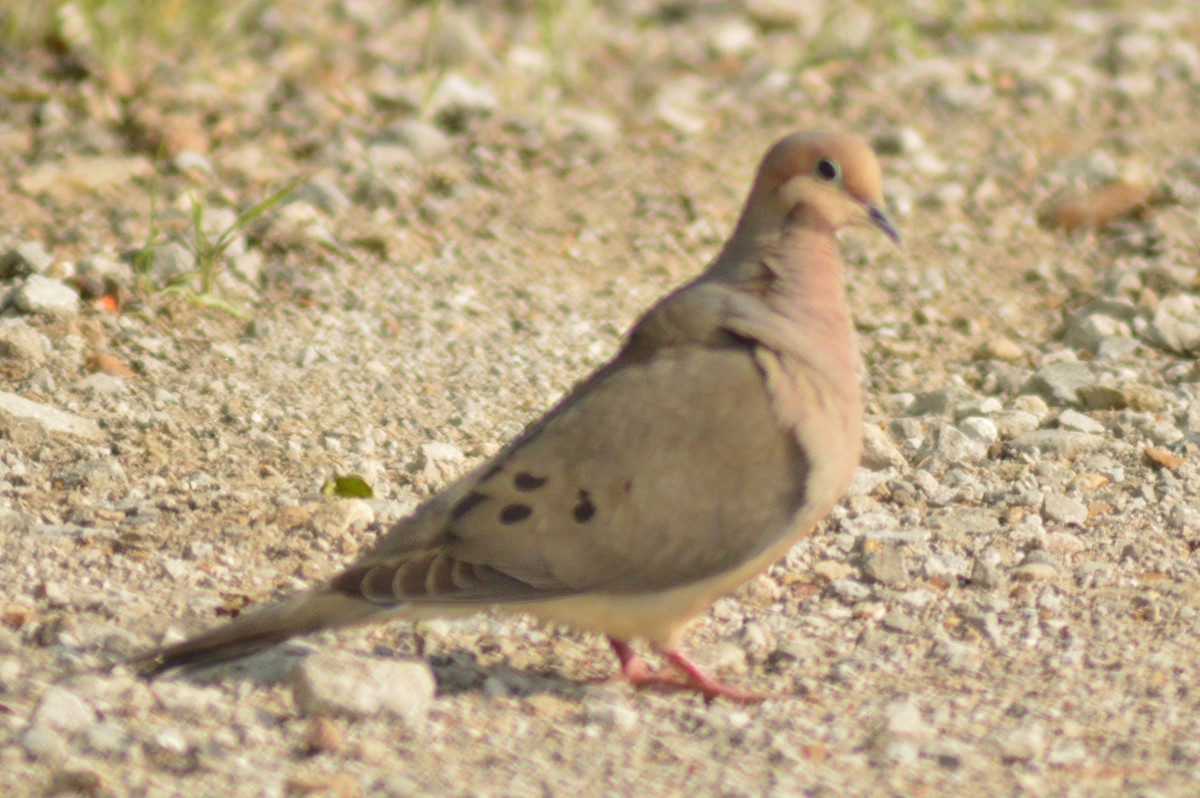 Mourning Dove - ML618590556