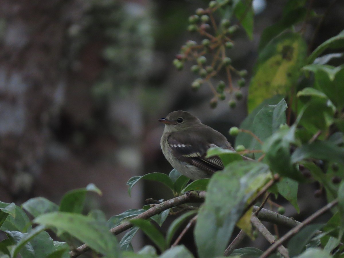 Mountain Elaenia - Cristian Cufiño