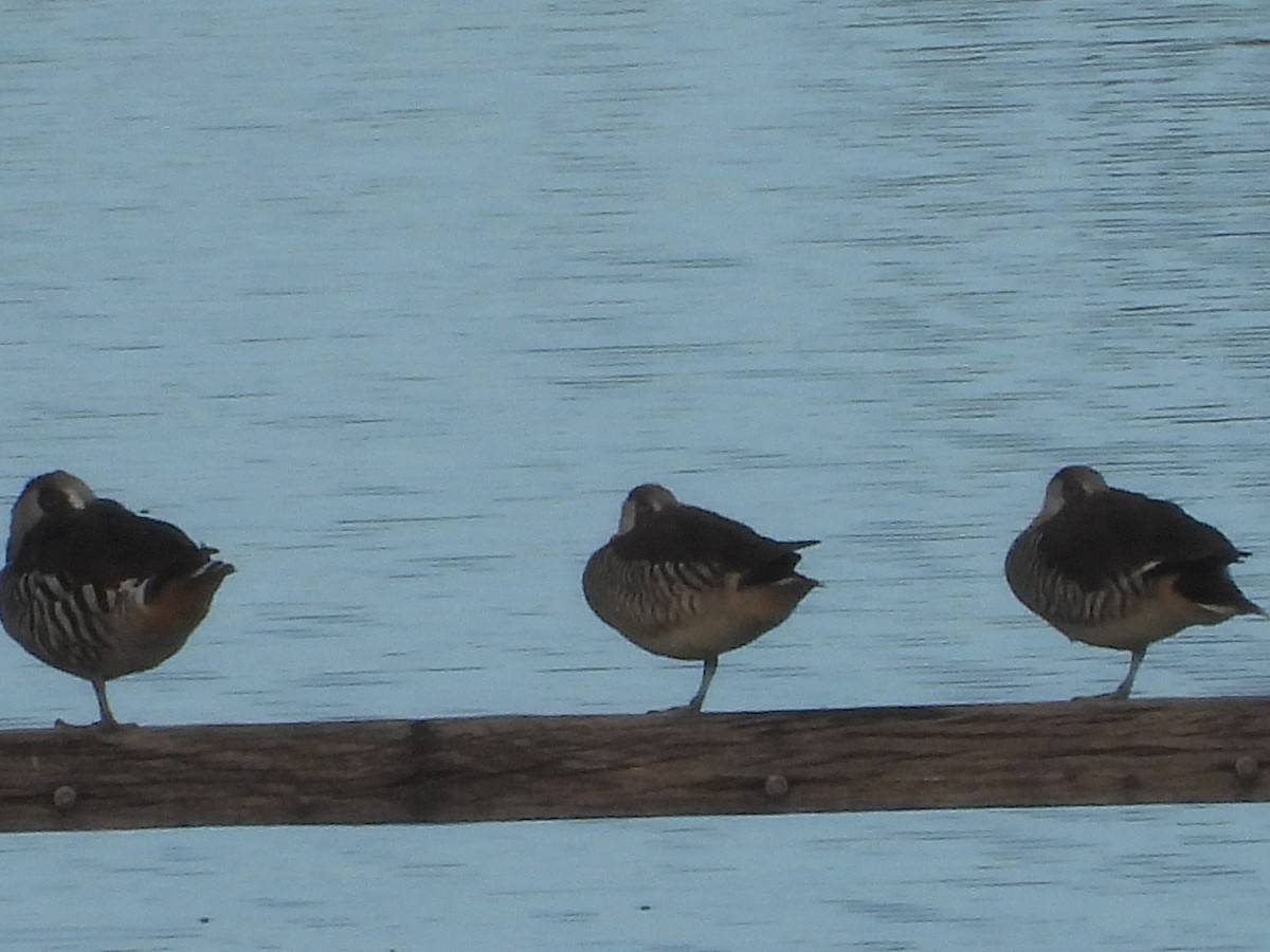 Pink-eared Duck - ML618590585