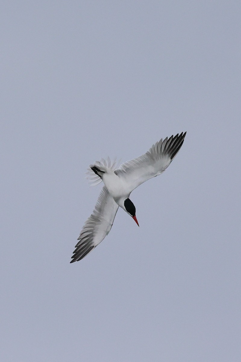 Caspian Tern - ML618590594