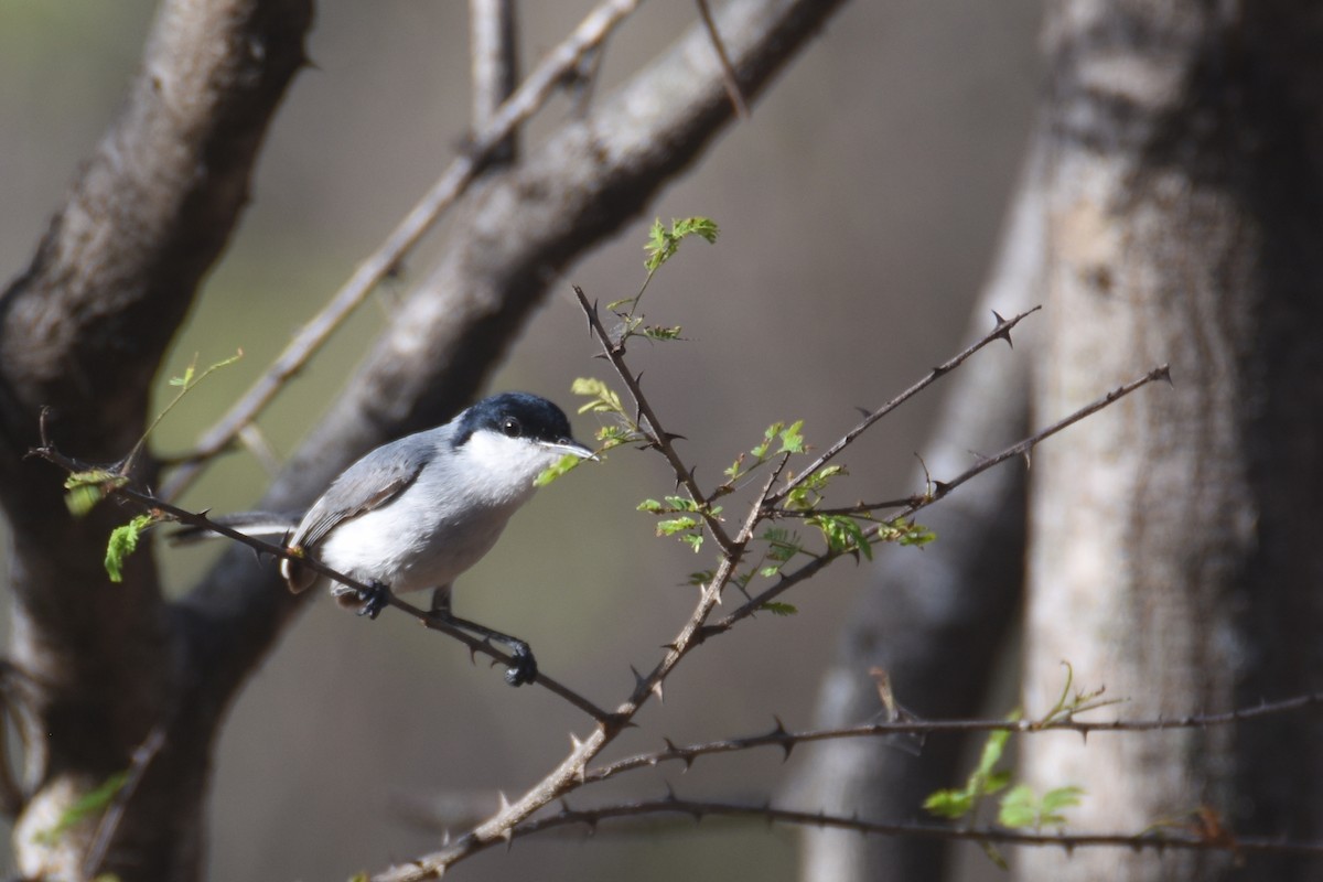 カオジロブユムシクイ（plumbiceps／anteocularis） - ML618590607