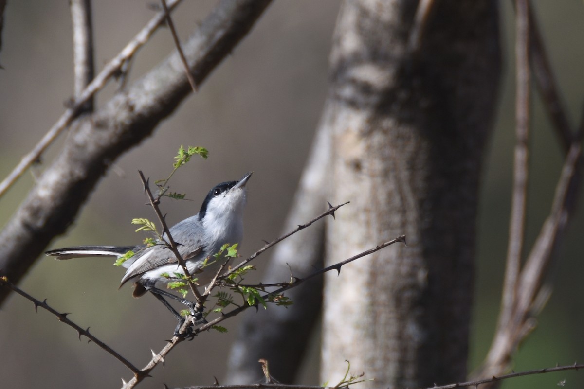 Tropical Gnatcatcher (plumbiceps/anteocularis) - ML618590608