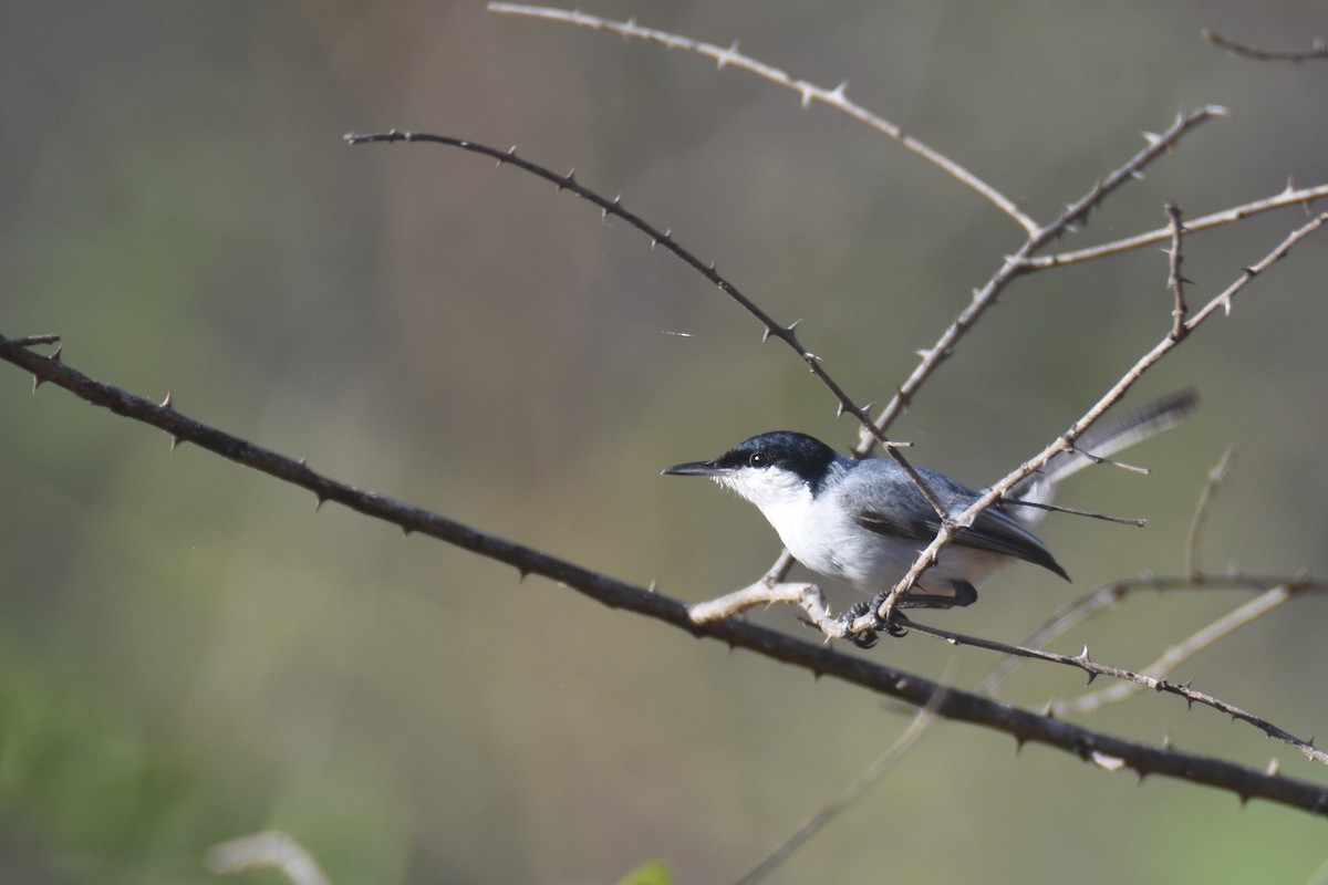 カオジロブユムシクイ（plumbiceps／anteocularis） - ML618590609