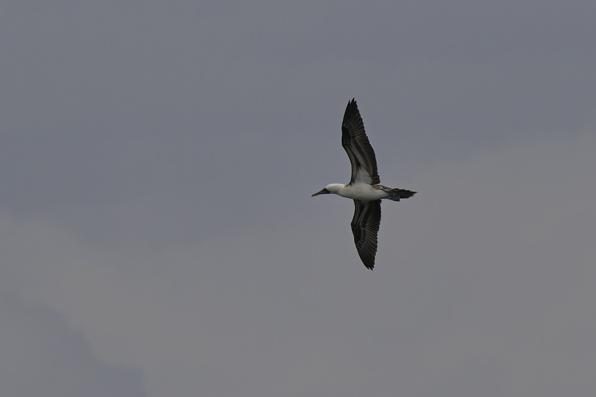 Peruvian Booby - George Roussey