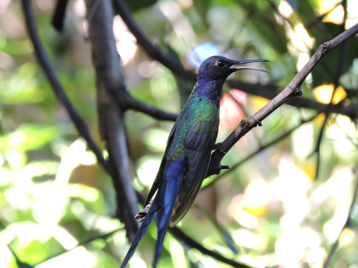 Swallow-tailed Hummingbird - ML618590619