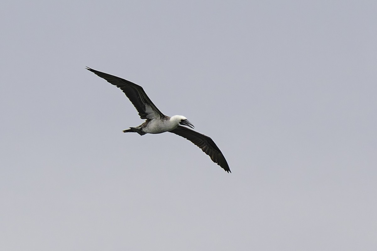 Peruvian Booby - George Roussey