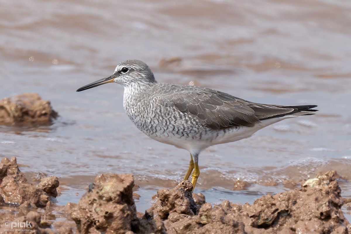 Grauschwanz-Wasserläufer - ML618590629