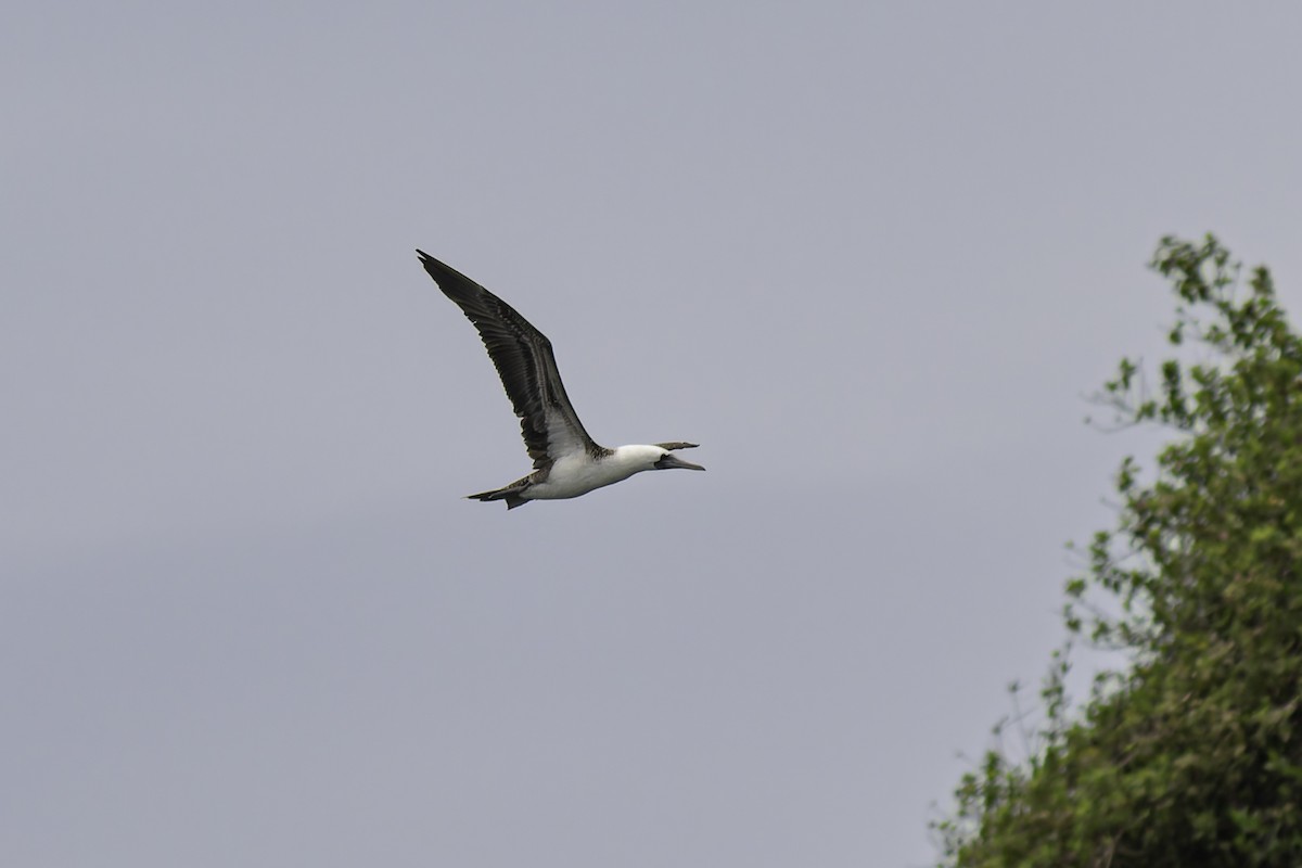 Peruvian Booby - George Roussey