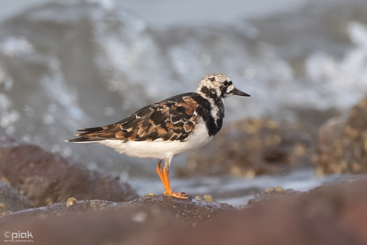 Ruddy Turnstone - ML618590637