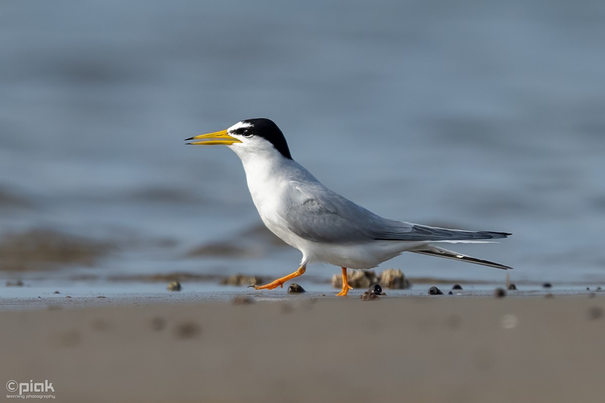 Little Tern - ML618590649