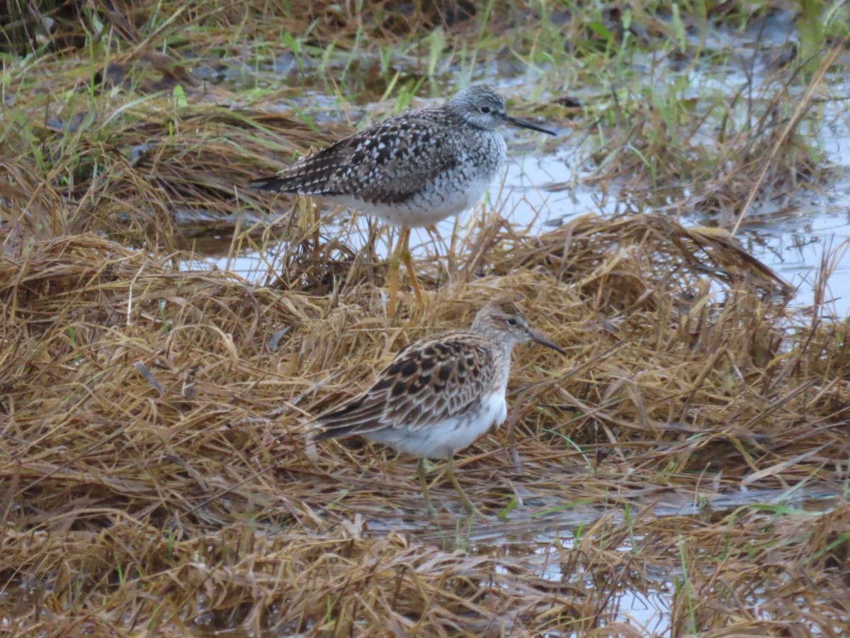 Pectoral Sandpiper - ML618590656