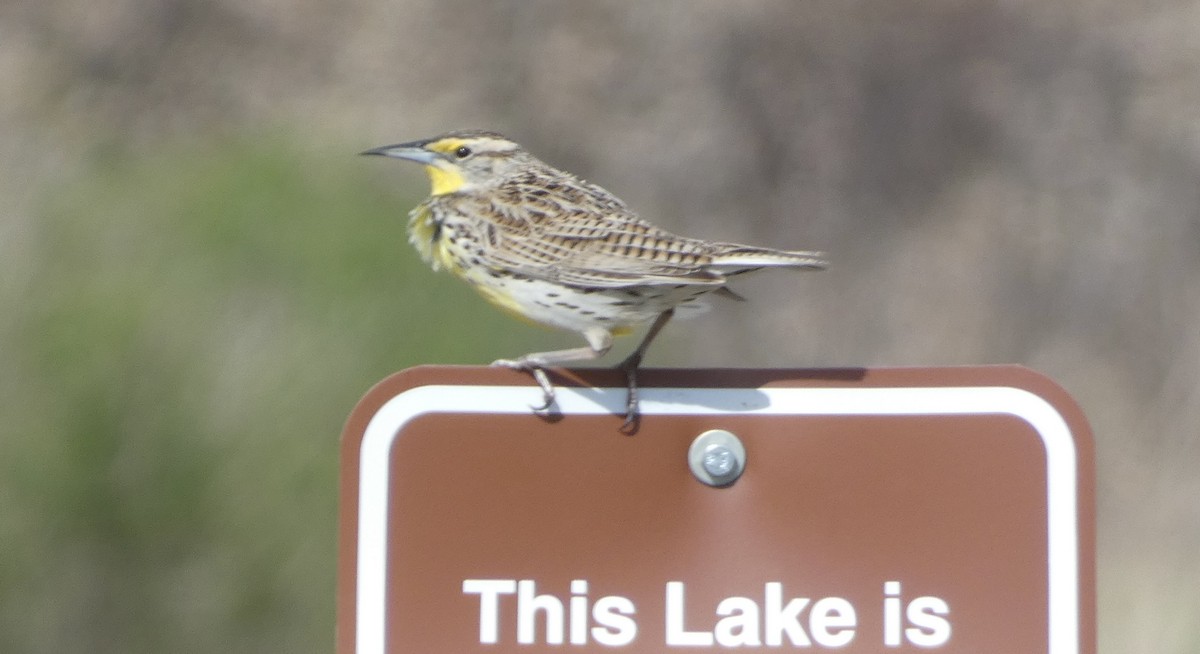 Western Meadowlark - ML618590662