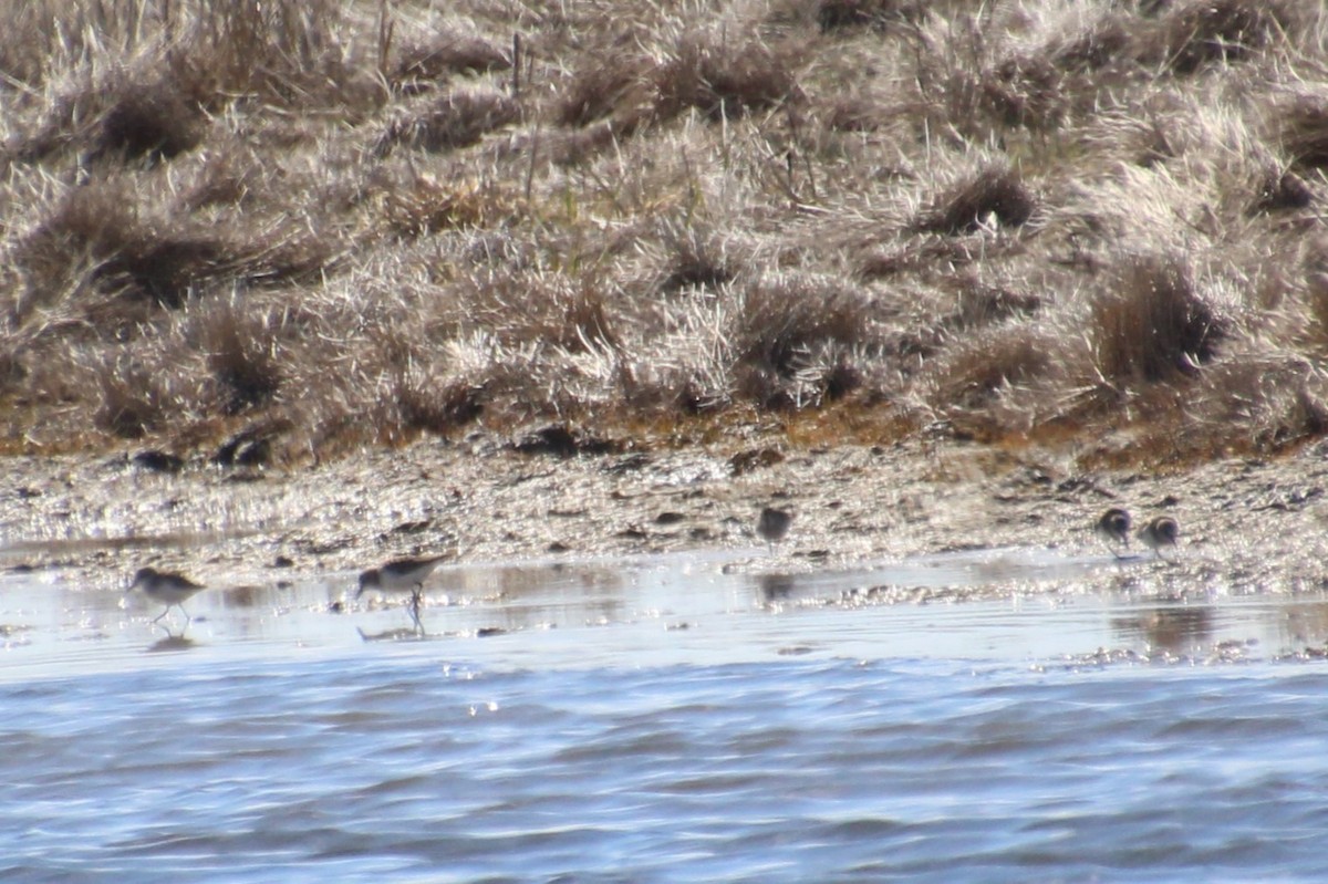 Semipalmated Sandpiper - ML618590678