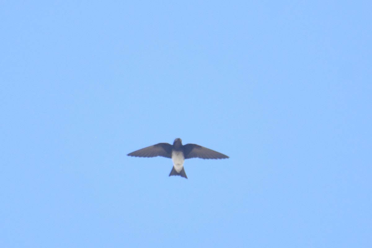 Gray-breasted Martin - ML618590688