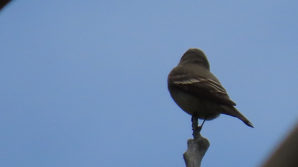 Hammond's Flycatcher - ML618590729