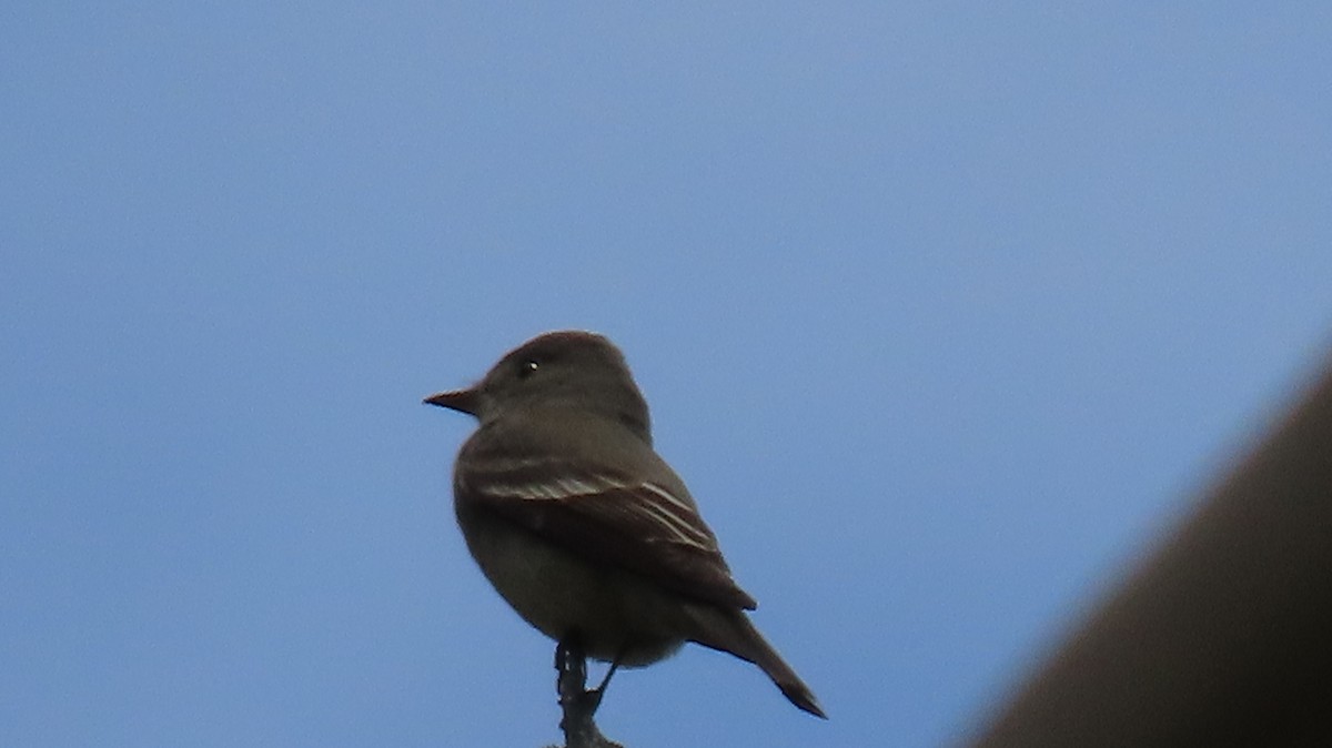 Hammond's Flycatcher - ML618590735