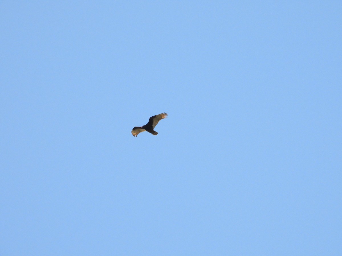 Turkey Vulture - ML618590736