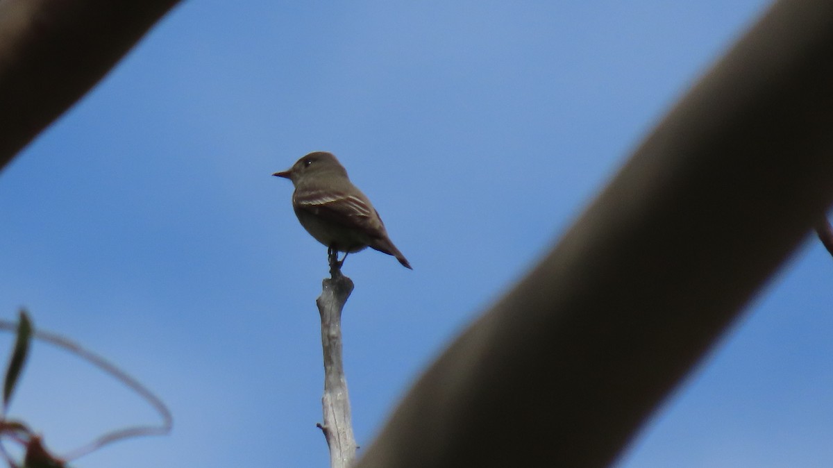 Hammond's Flycatcher - ML618590740