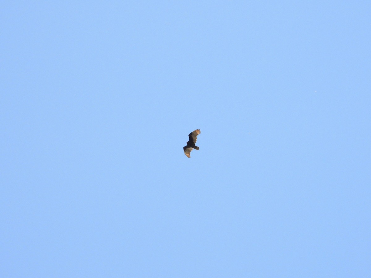 Turkey Vulture - Bill Holland