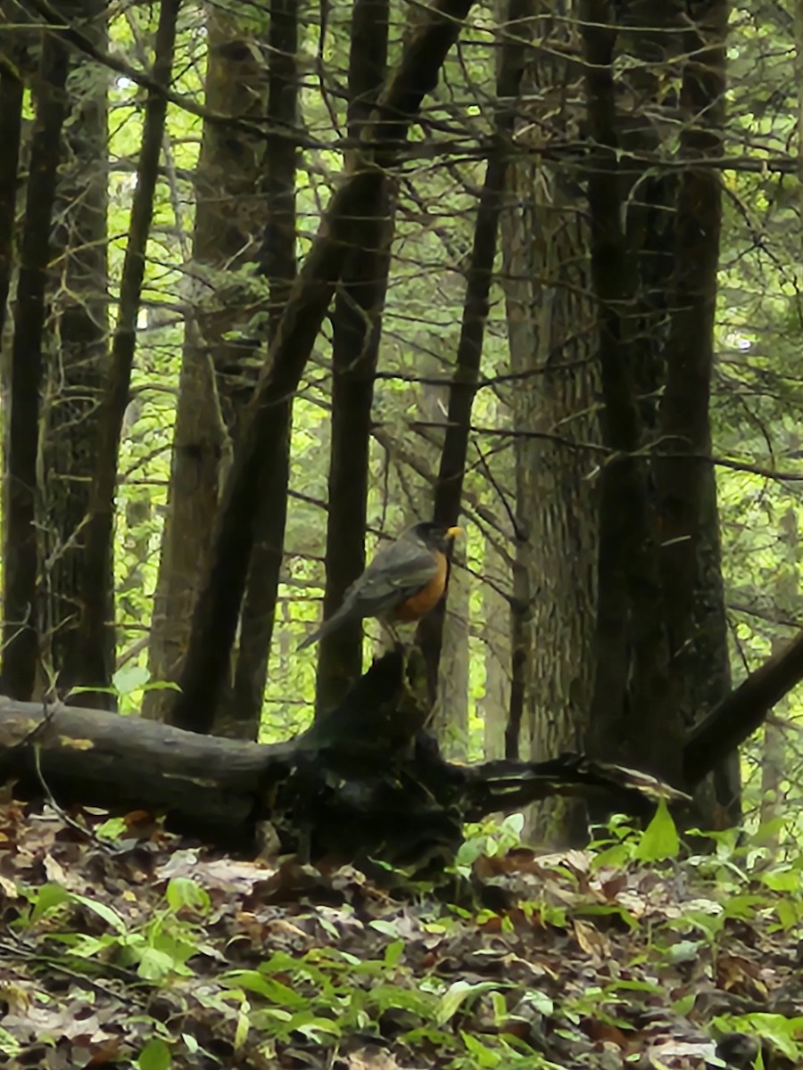 American Robin - Ryan Mountain