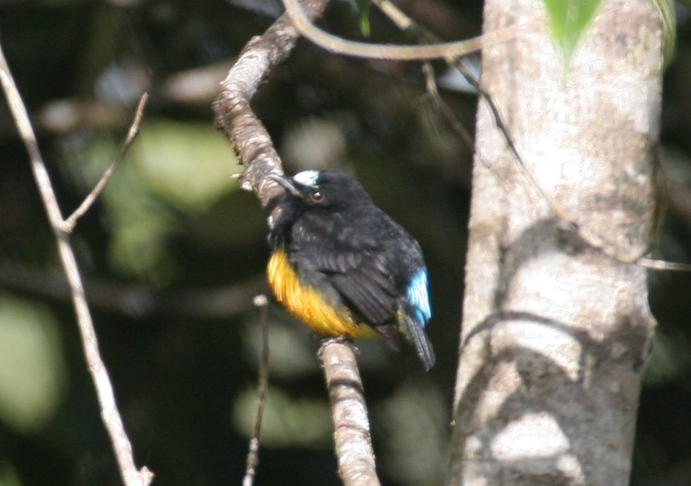 Orange-bellied Manakin - ML618590796