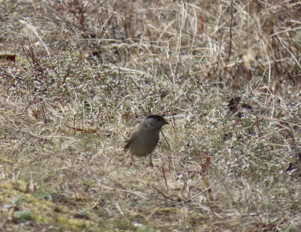 Bruant à couronne dorée - ML618590813