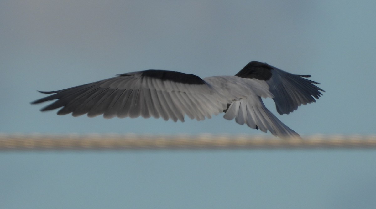 Black-shouldered Kite - Rodney Macready