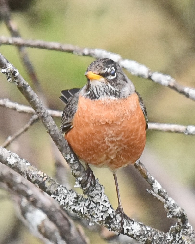 American Robin - Barb and Lynn