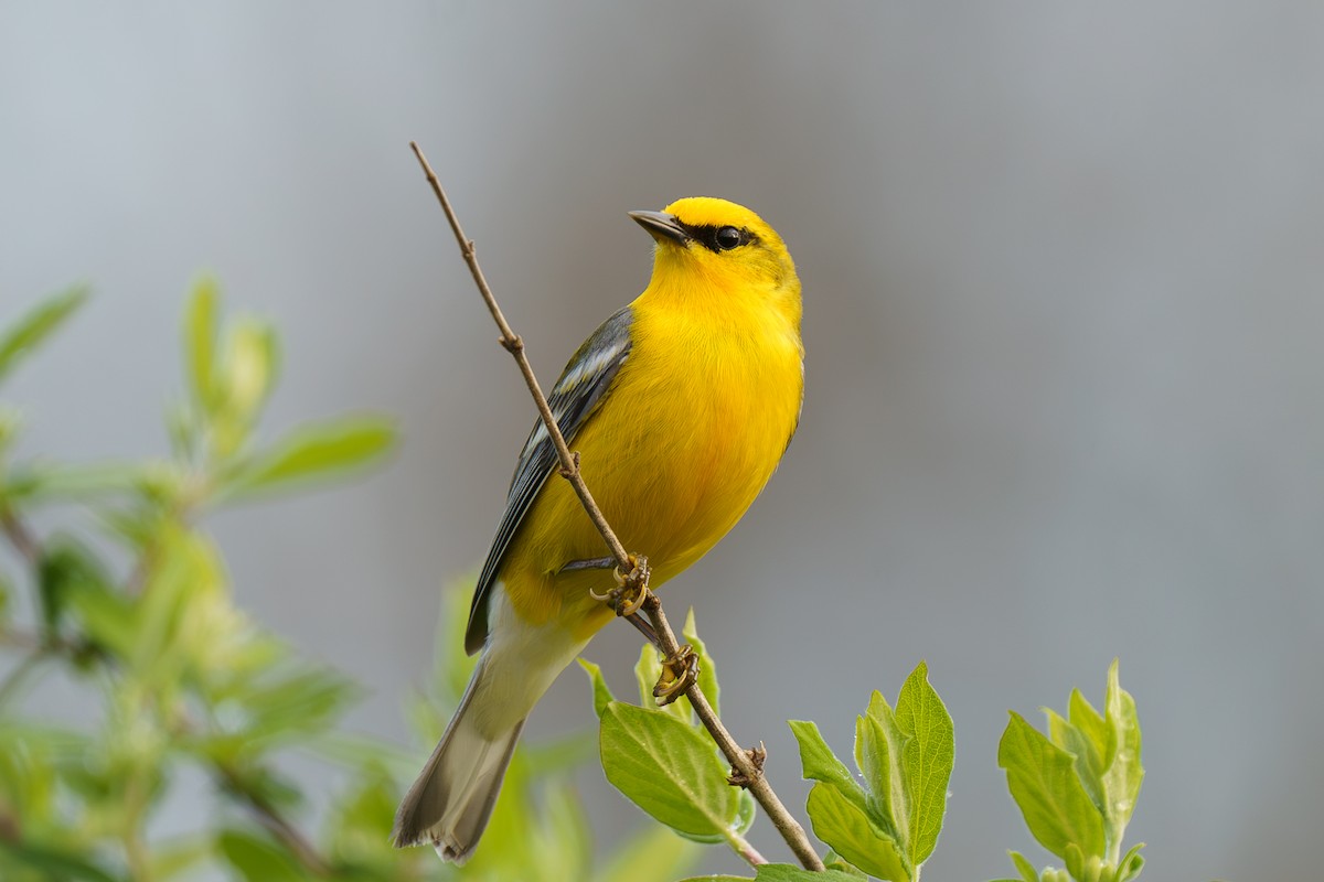 Blue-winged Warbler - Marshall Mumford