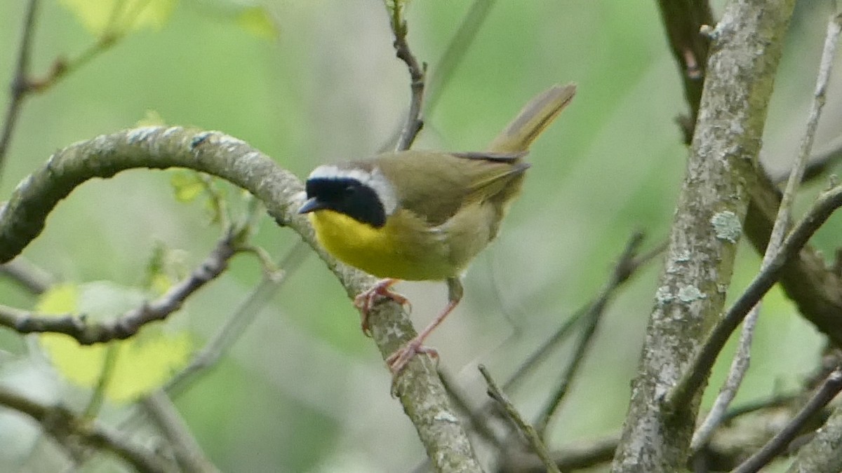 Common Yellowthroat - Trip Bondi