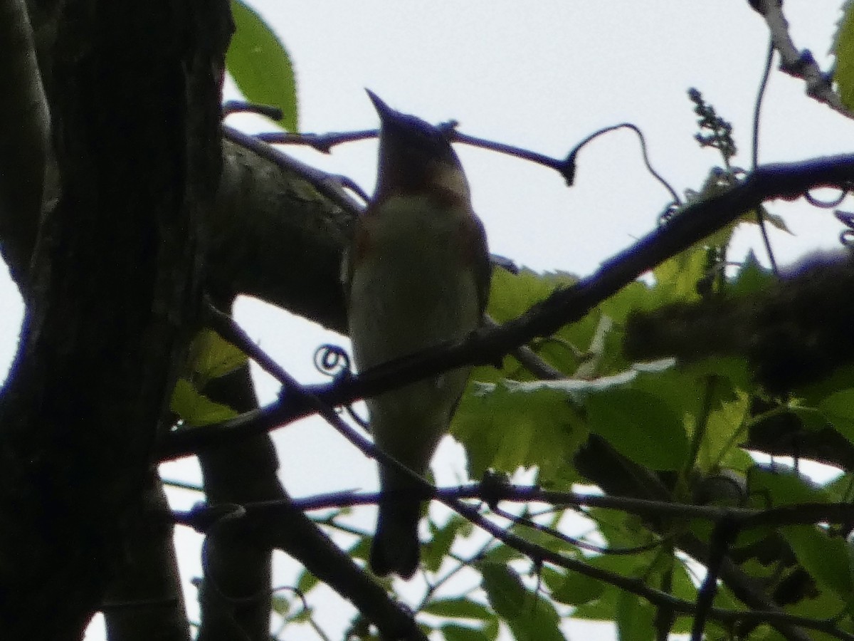 Bay-breasted Warbler - Trip Bondi