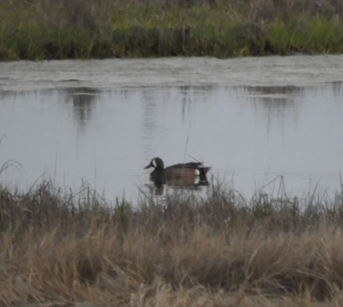 Blue-winged Teal - ML618590949