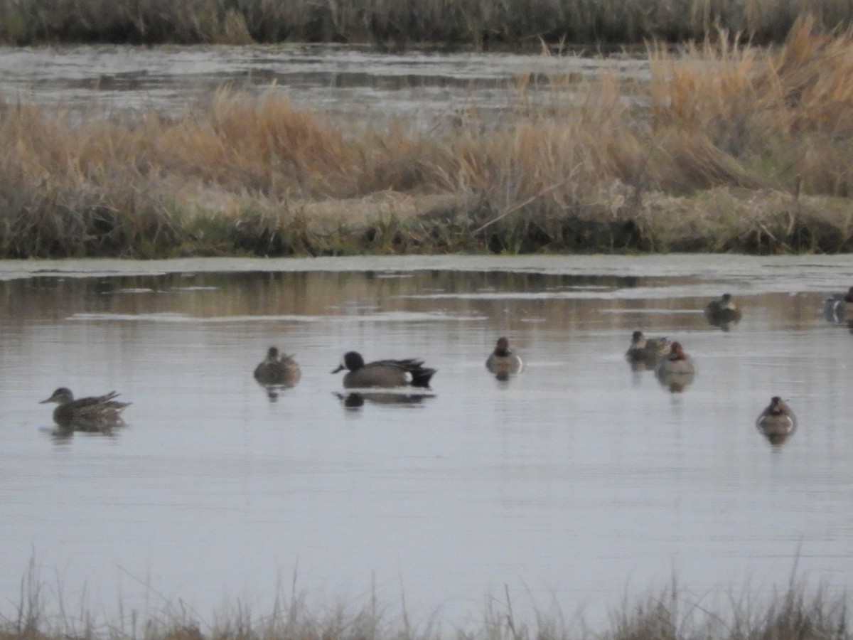 Blue-winged Teal - ML618590950