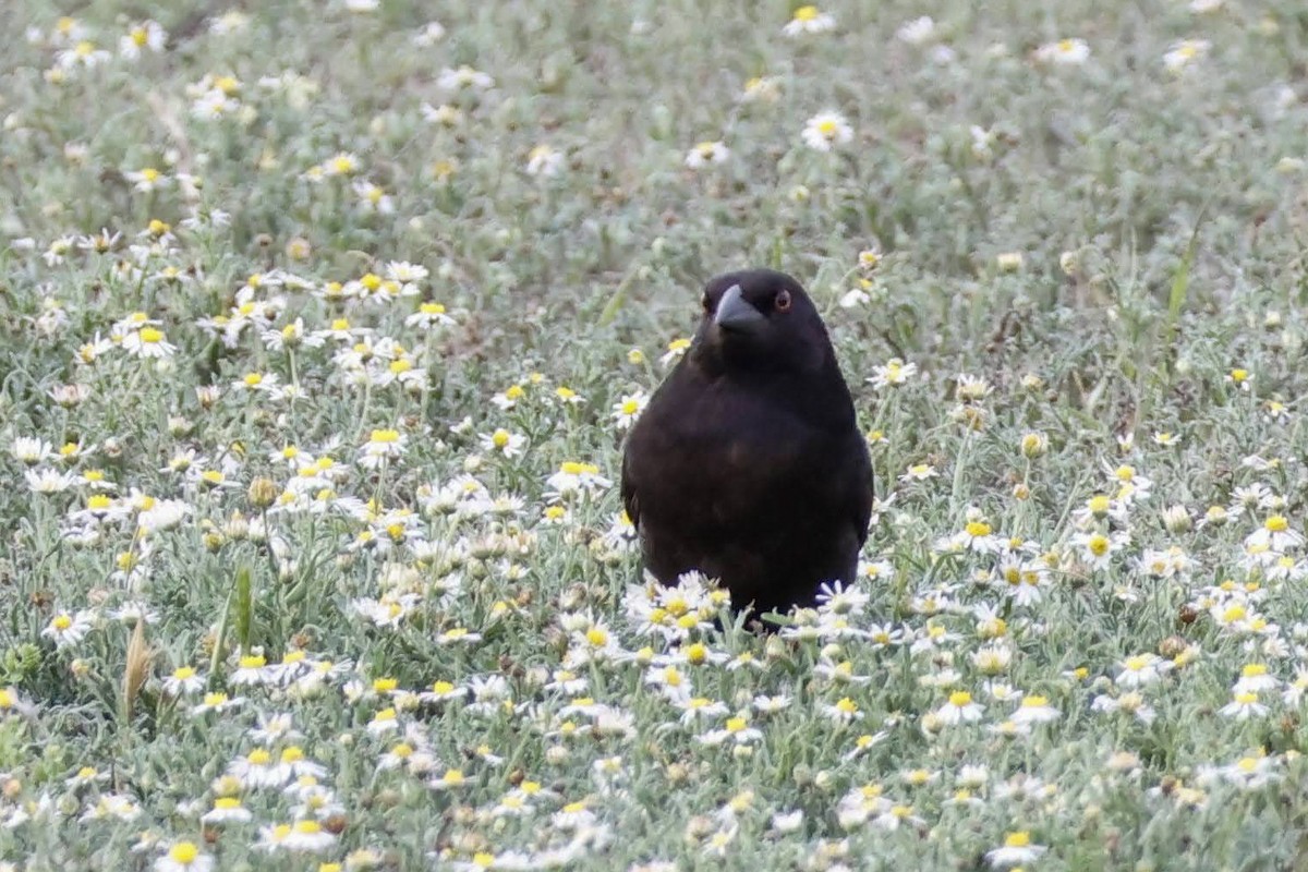 Bronzed Cowbird - ML618590971