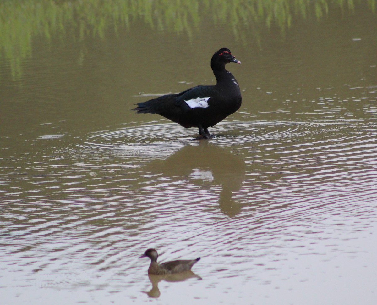 Muscovy Duck - ML618591043