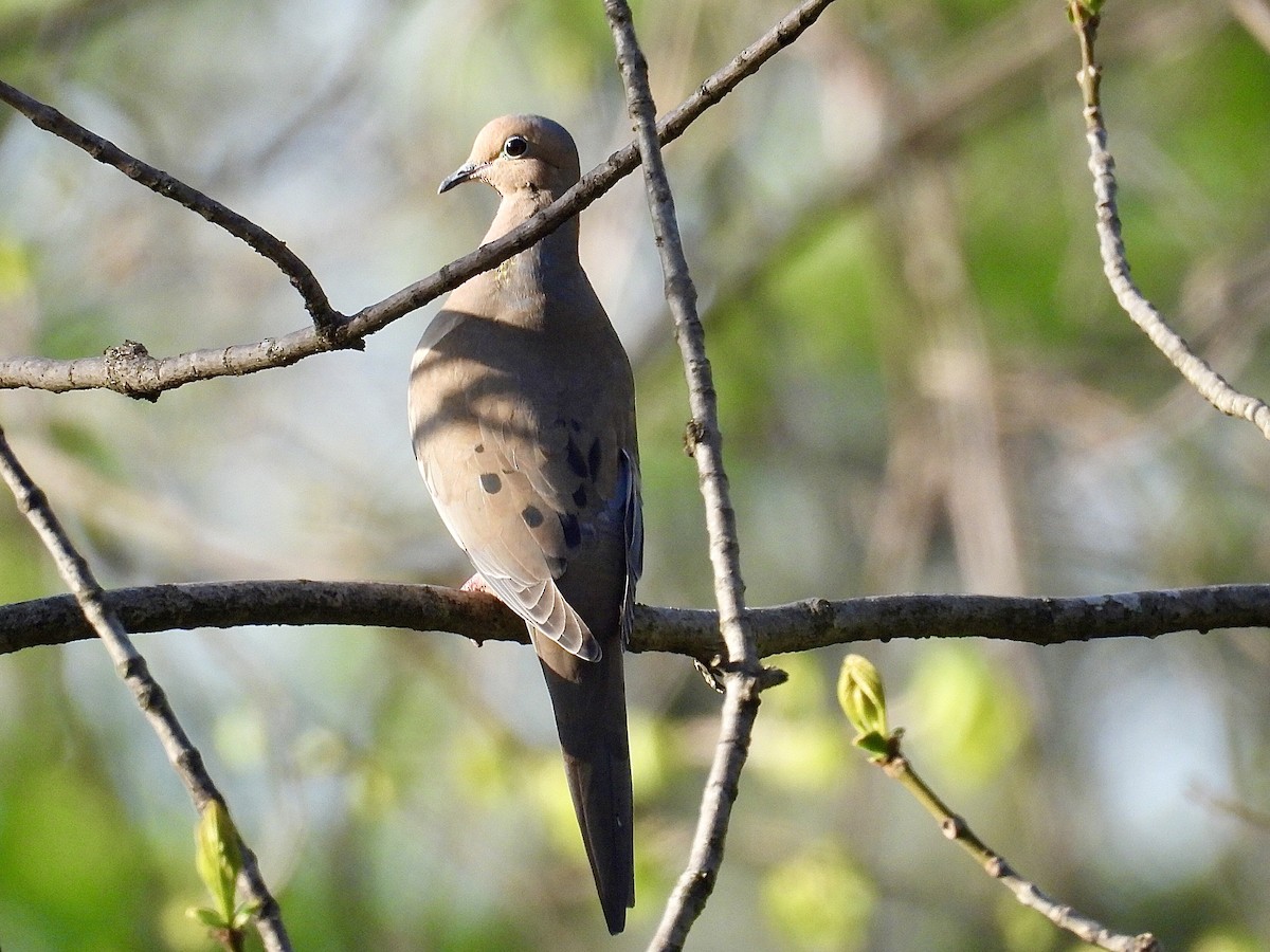 Mourning Dove - Isaac Petrowitz