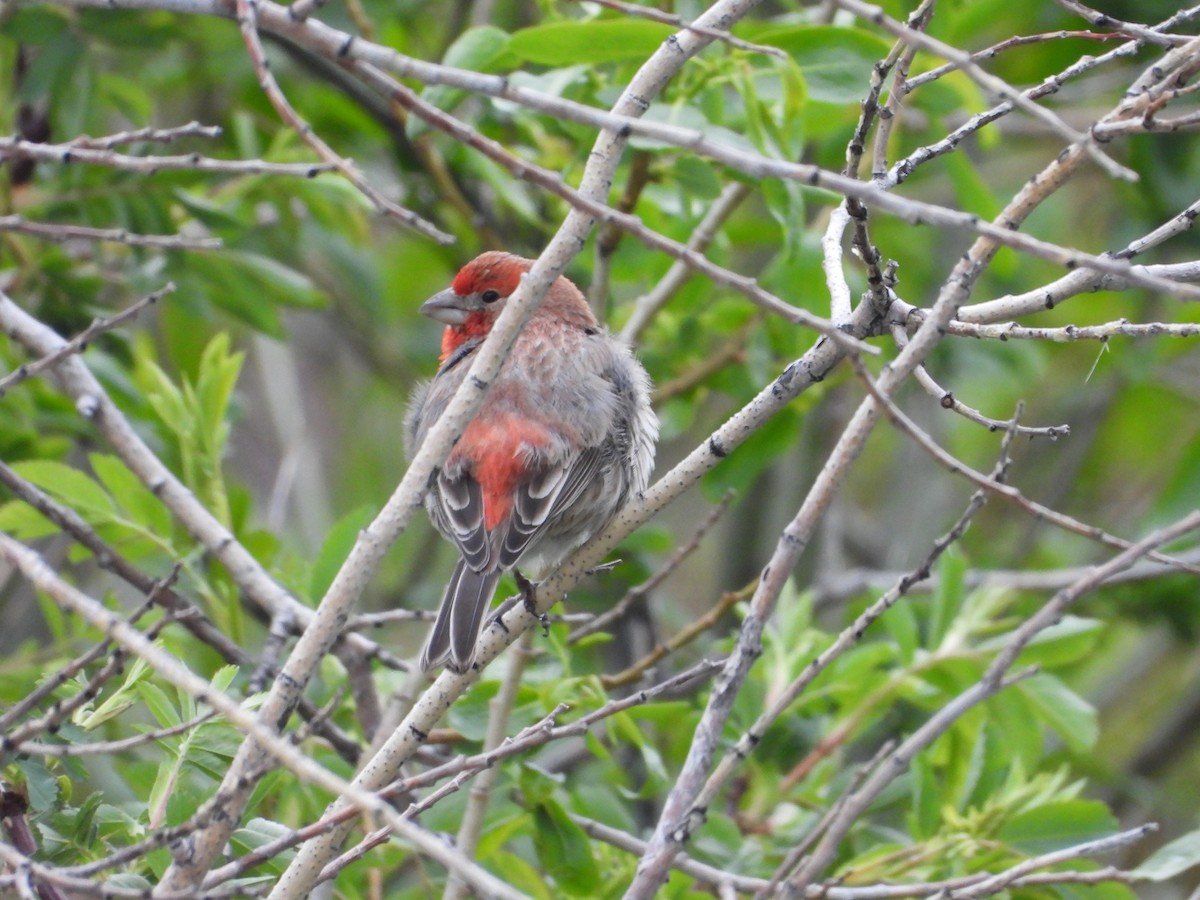 House Finch - ML618591083