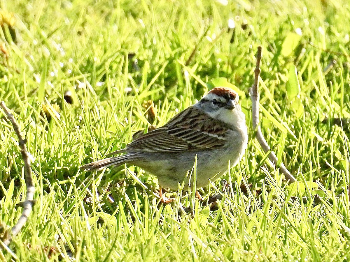 Chipping Sparrow - ML618591093